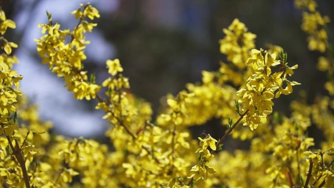 柳树 春天 初春 迎春花 风中花枝 鸭子