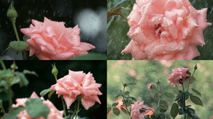 月季 雨滴落下 雨中花朵