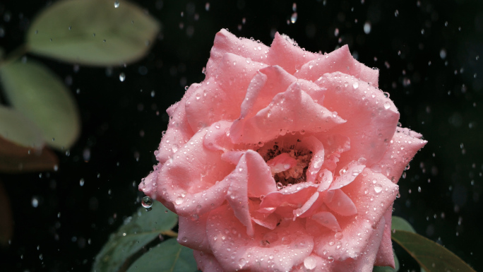 月季 雨滴落下 雨中花朵