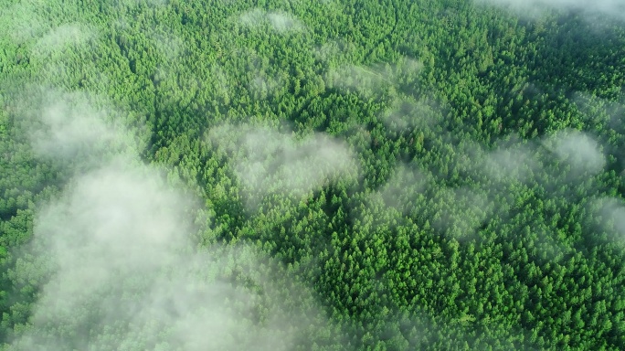 航拍晨雾中的绿色林海
