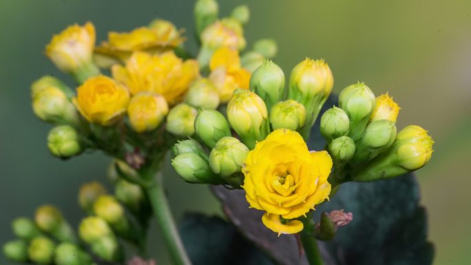 长寿花开花延时