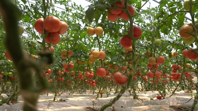 西红柿 番茄 番茄园 农作物 新鲜蔬果
