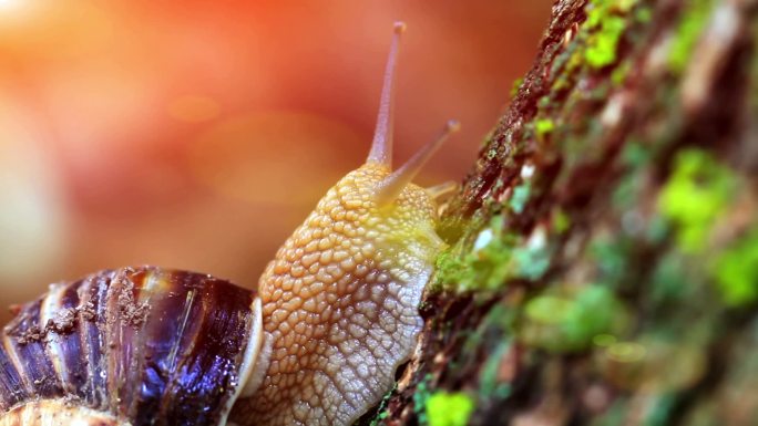 蜗牛在阳光下特写，在树皮上爬行。