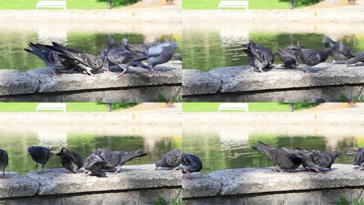 喷泉上的鸽子特写