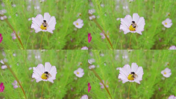 下雨天雨后菜花蜜的胖蜜蜂