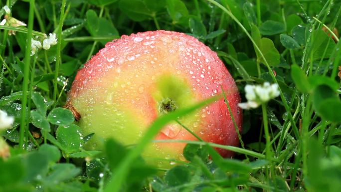 草地上的苹果。快照滑块。