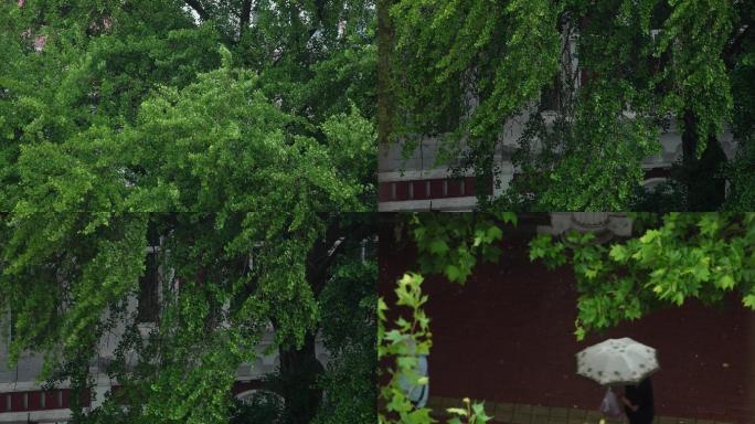 风雨中的建筑与银杏树和雨中行人