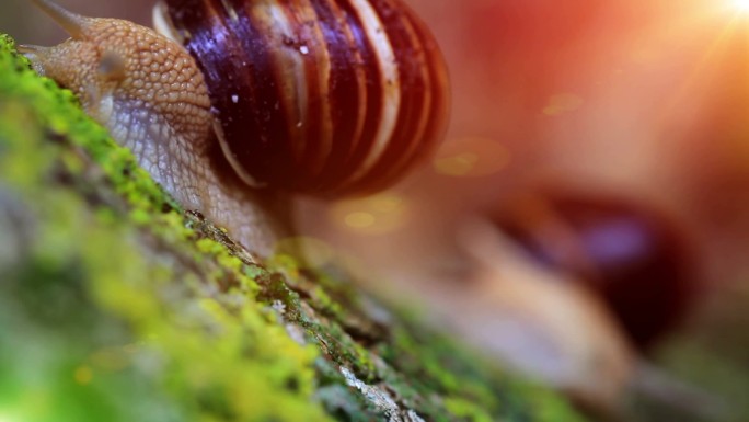 蜗牛在阳光下特写，在树皮上爬行。焦点转移。