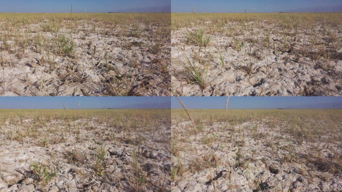 航拍夏天盐碱地野草