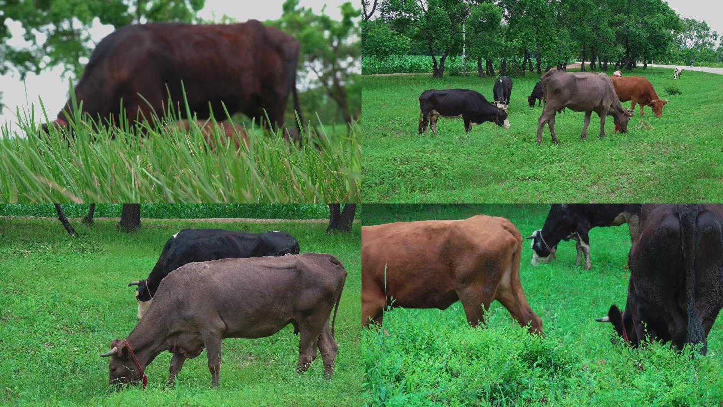 黄牛奶牛在草地上吃草