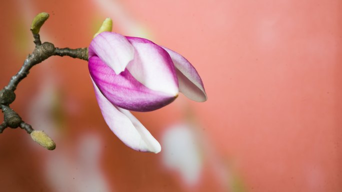 玉兰花开花延时