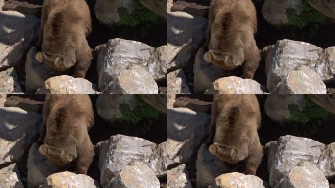 岩石上的棕熊