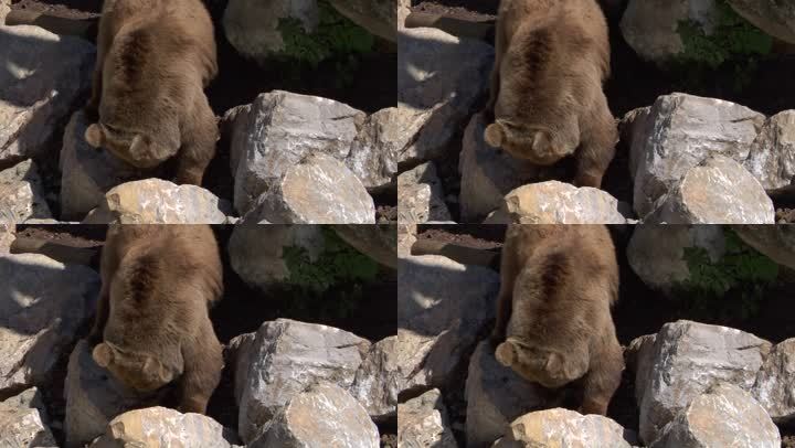 岩石上的棕熊