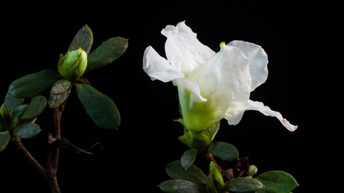 杜鹃花开花延时