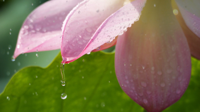 荷花 荷叶 雨滴雨水慢动作