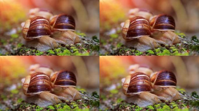 蜗牛在阳光下特写，在树皮上爬行。