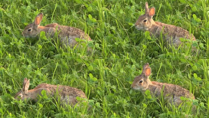 草丛中野兔的特写镜头