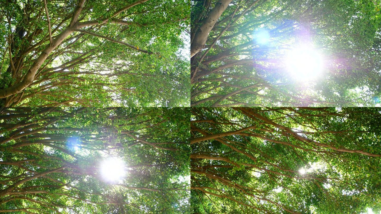 阳光穿过百年榕树