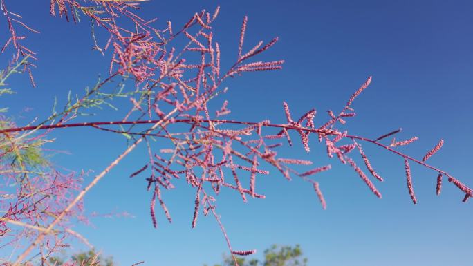 柽柳花枝