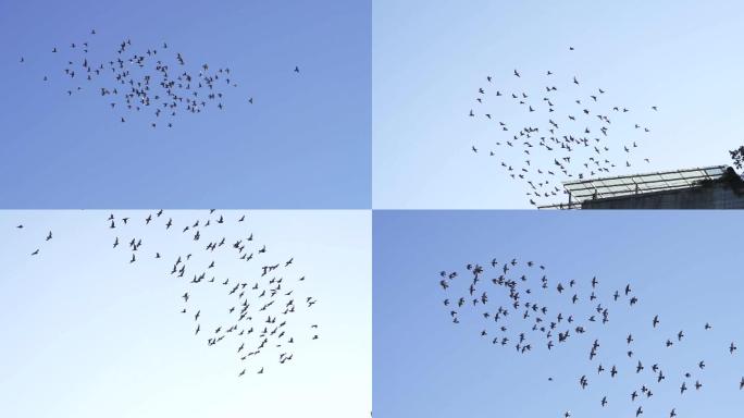 鸽子飞翔蓝天下翱翔的鸽子自由飞舞和平信鸽