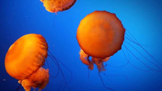 一群美丽的橙色水母在蓝色的水中游泳
