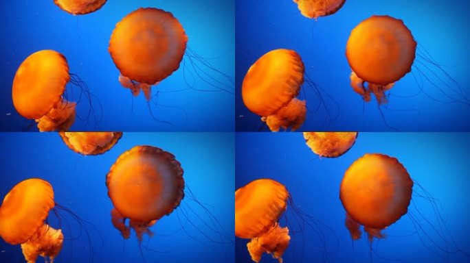 一群美丽的橙色水母在蓝色的水中游泳