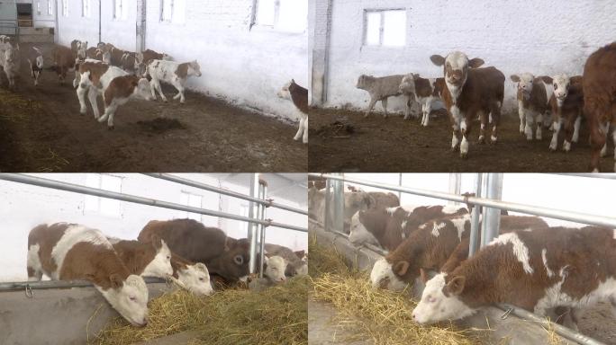 牛棚里一群小牛犊子吃饲料玩耍养殖繁育