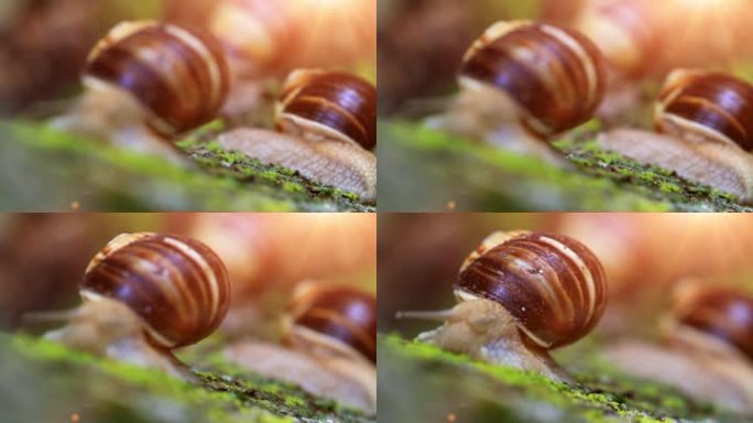 蜗牛在阳光下特写，在树皮上爬行。焦点转移。