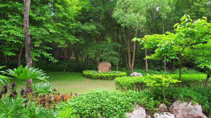 4k深圳龙岗龙城公园护士林