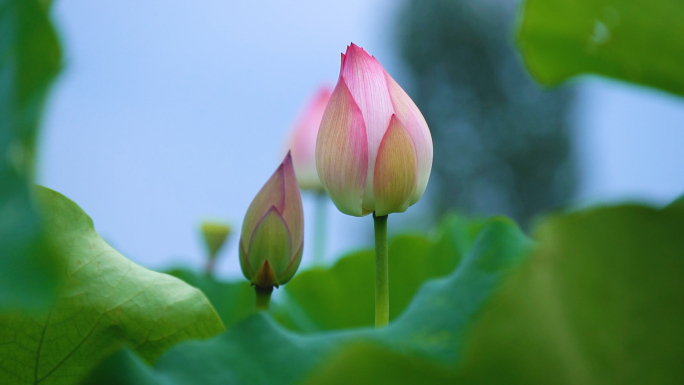 莲花莲藕荷花荷叶夏季