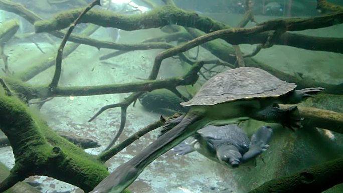 蛇颈龟在水下游泳