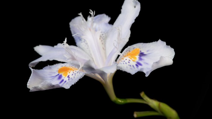 鸢尾花花开延时