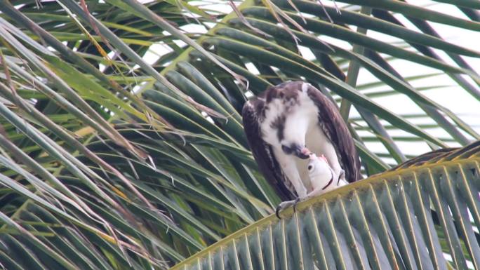 一只鱼鹰栖息在棕榈树上，撕扯着一条鱼