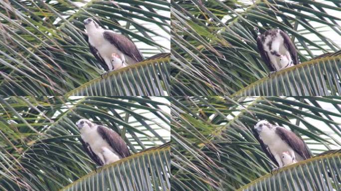 一只鱼鹰栖息在棕榈树上，撕扯着一条鱼