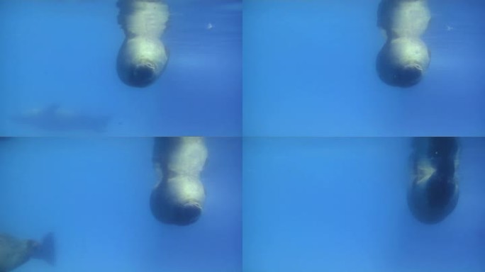 一群在水下游泳的海豹