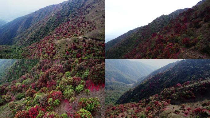 【5.3k】航拍满山杜鹃花