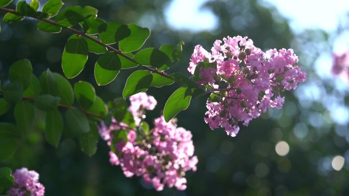 阳光下的花朵 唯美清新 花 花卉