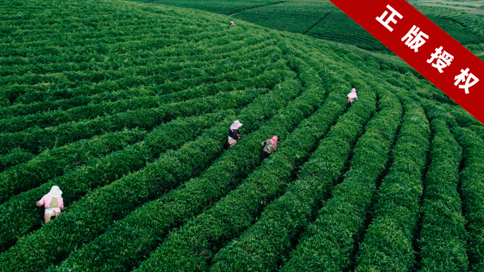 4k航拍 茶园茶山阿姨除草