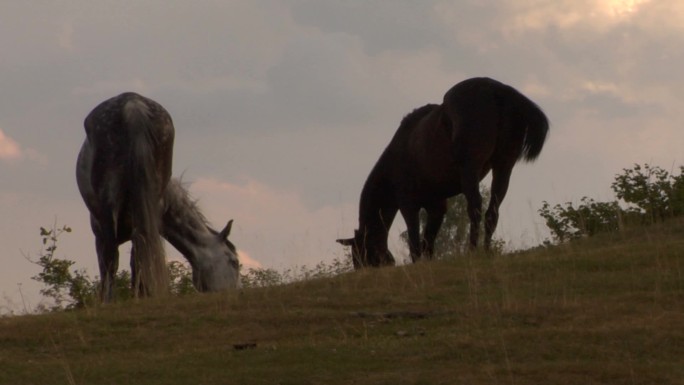 两匹马在田野里吃草