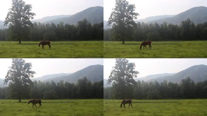 一匹棕色的马在烟雾缭绕的山脉中的凯德斯湾风景优美的山谷中的一大片绿地上吃草