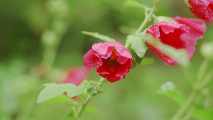 雨后蜜蜂采花蜜