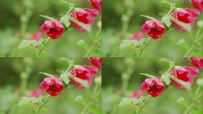 雨后蜜蜂采花蜜