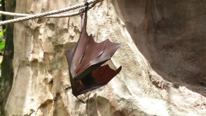 金冠果蝠，是一种罕见的巨蝠