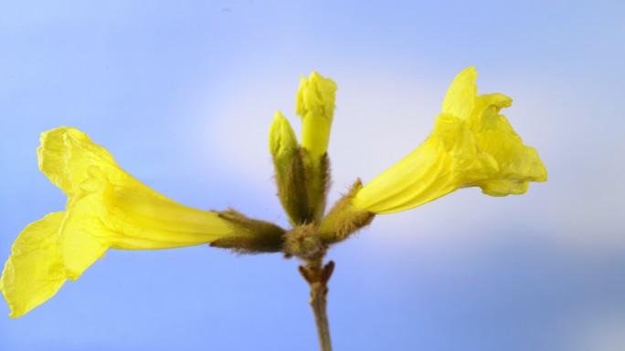 黄花风铃木开花延时