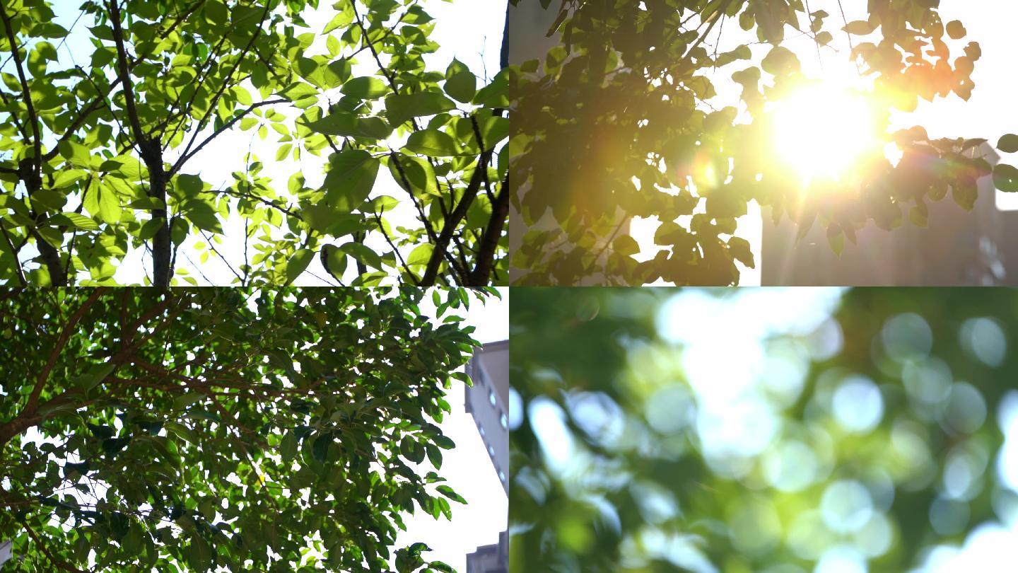 夏日树叶 唯美逆光 阳光树叶 转场空境