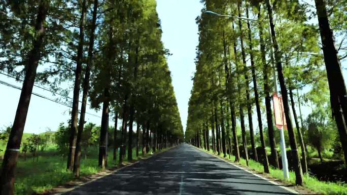 乡村道路全景 汽车行驶视角 美丽乡村4k