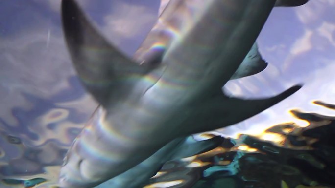 两条鲨鱼在摄像机上方的水面附近游动