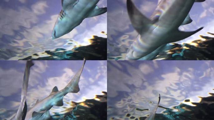 两条鲨鱼在摄像机上方的水面附近游动