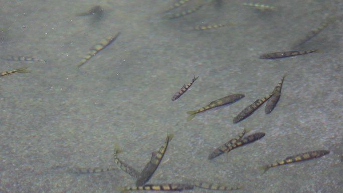 溪鱼淡水石斑鱼生态养殖