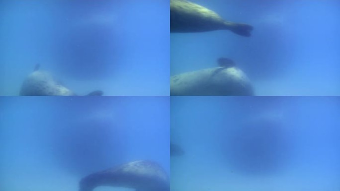 一群在水下游泳的海豹